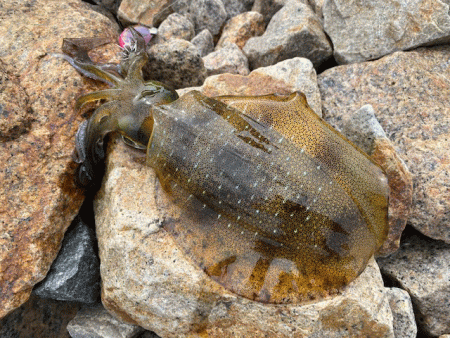 姫路の離島で快適な平日エギング