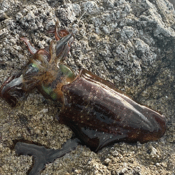 日本海で夕方から夜にかけてのエギング