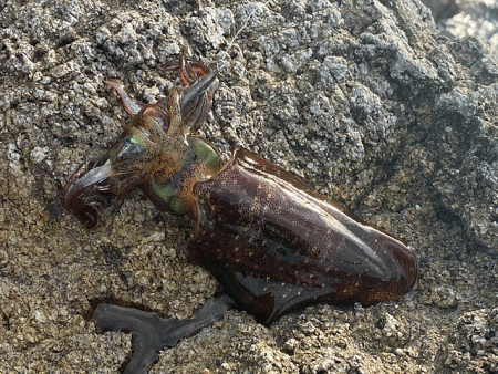 日本海で夕方から夜にかけてのエギング