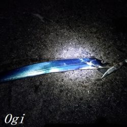 激シブタチウオ釣行
