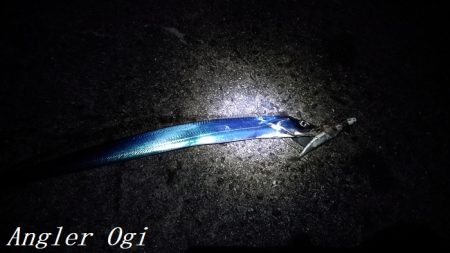 激シブタチウオ釣行