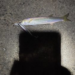 ルアーでカンパチ