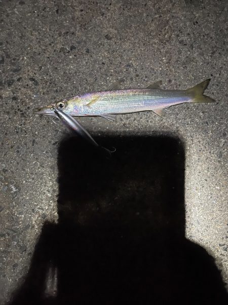 ルアーでカンパチ