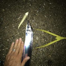 ワインド太刀魚