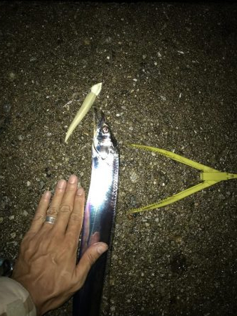 ワインド太刀魚