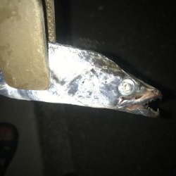 夕マズメの太刀魚釣り