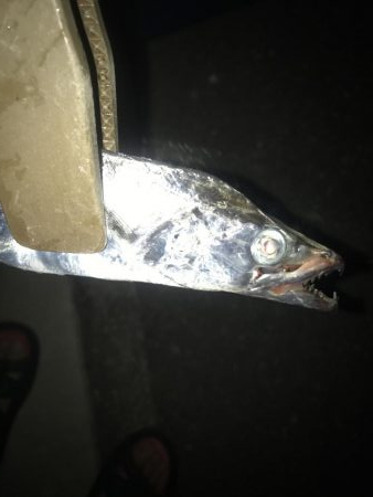 夕マズメの太刀魚釣り