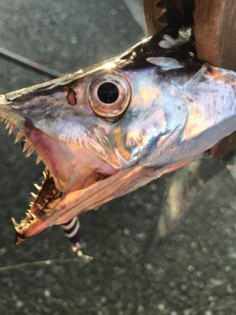 朝マズメの太刀魚釣り