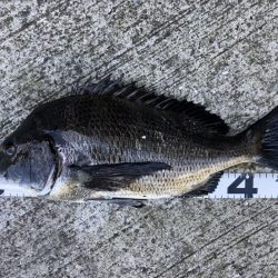 イチノ兄弟、釣果!