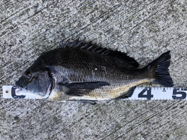 イチノ兄弟、釣果!