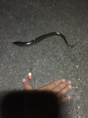 サビキ釣りからのアナゴ祭り