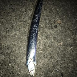 シーズン初タチ