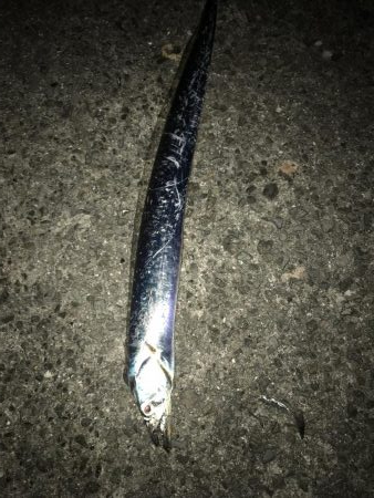 シーズン初タチ