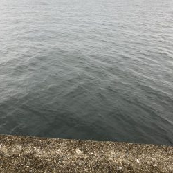 泉佐野1文字 ショアジギング