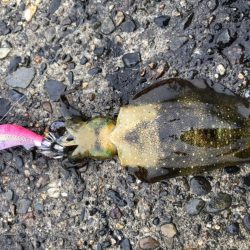 エギング 初つ抜け