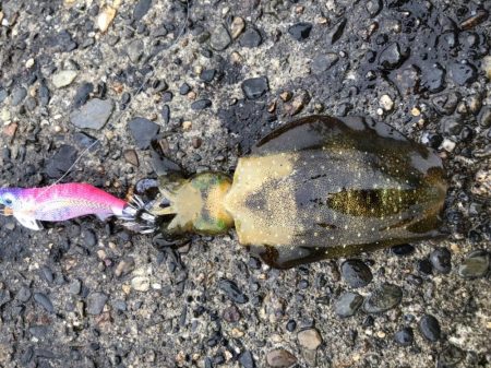 エギング 初つ抜け