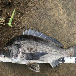 イチノ兄弟、釣果！