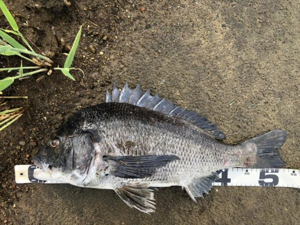 イチノ兄弟、釣果！