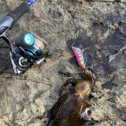 9月前半並へサイズダウン