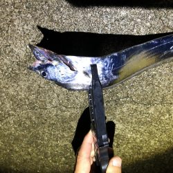 はじめての太刀魚