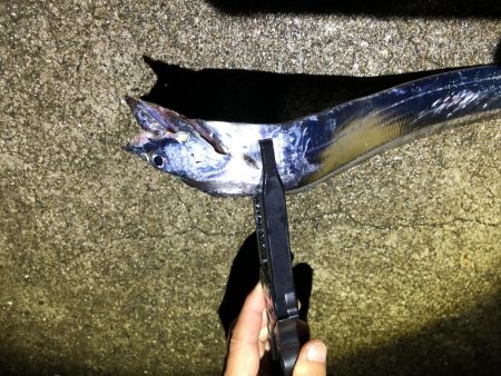 はじめての太刀魚