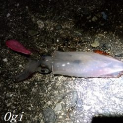 ケンサキイカエギング！