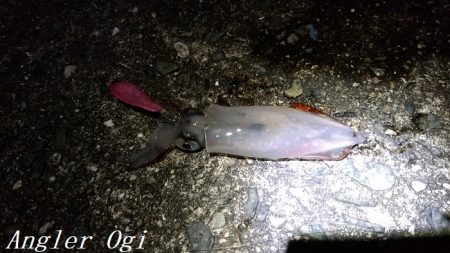 ケンサキイカエギング！