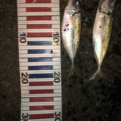 日本海キス釣り