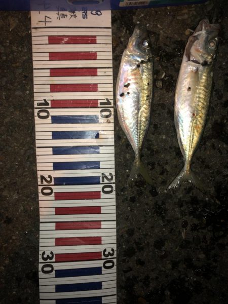 日本海キス釣り