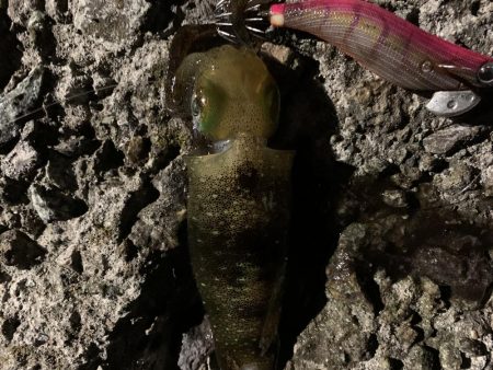 すみっこぐらし