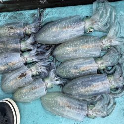 小鳴門でアオリイカ