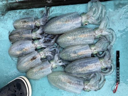 小鳴門でアオリイカ