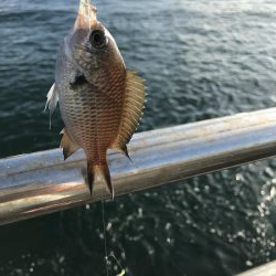 うりぼうだらけ