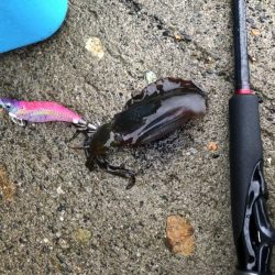 アオリイカ 今年一のサイズ