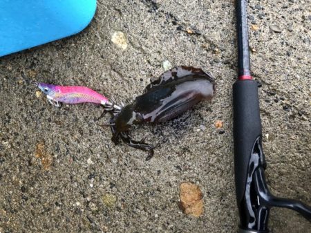 アオリイカ 今年一のサイズ