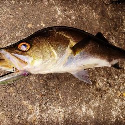 1時間ナイトゲーム