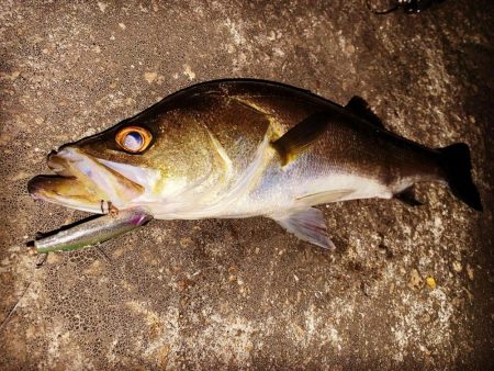 1時間ナイトゲーム