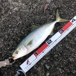 本命が釣れない