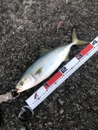 本命が釣れない