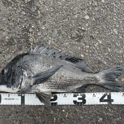 イチノ兄弟、釣果！