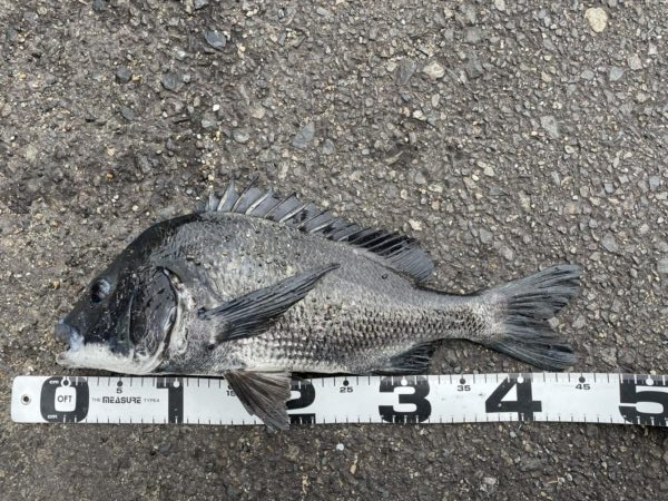 イチノ兄弟、釣果！