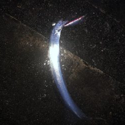 早起きは三文の得