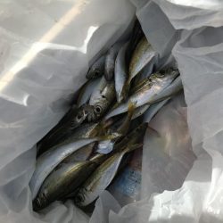 アジの南蛮漬けが食べたい！！