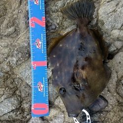 イシガキシーズン到来?