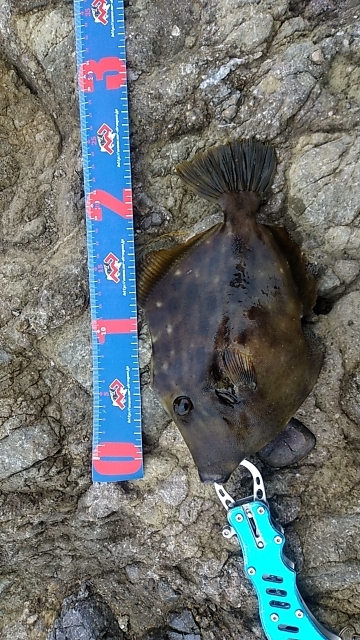 イシガキシーズン到来?