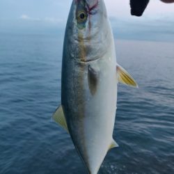 キジハタ、ツバイソ