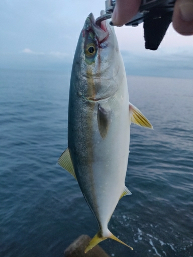 キジハタ、ツバイソ