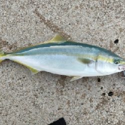 フクラギ、メジマグロ