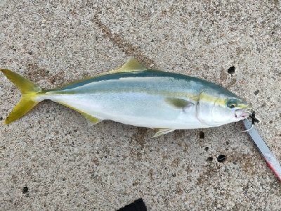 フクラギ、メジマグロ