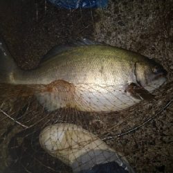 9/19釣果イサキイスズミでかいサメ